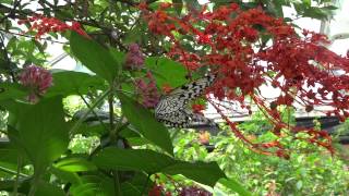 台北市立動物園美麗的鳳蝶採蜜20150801