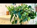 You can't kill this plant! | Easy Philodendron Brasil care