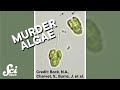 Some algae eat their food alive. #shorts #science #SciShow