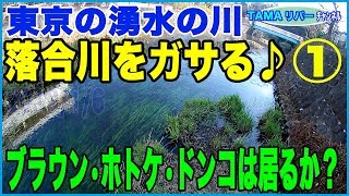 【ガサレンジャーが行く】東京の湧水の川•落合川をガサる♪  ブラウントラウトは居るのか？