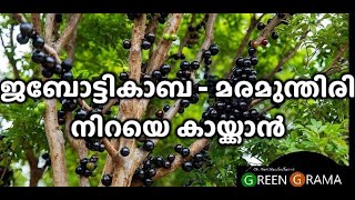 ജബോട്ടികാബ - മരമുന്തിരി നിറയെ കായ്ക്കാൻ ? jaboticaba വീണ്ടും മരമുന്തിരിക്കാലം