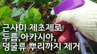 근사미 제초제로 두릅,아카시아,덩굴류 뿌리까지 제거