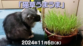 我が家の猫たち「猫草うまうま」2024年11月6日(水) \