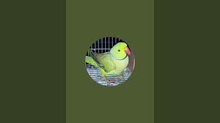 Meri Pyari 🦜parrot Rinky Mitthu is live