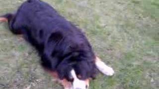 Bernský salašnický Tara-bernese mountain dog