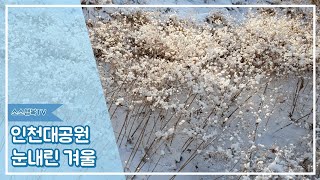 [인천대공원 눈내린 겨울]설경 첫눈,아침 일찍 눈쌓인 공원 아침 해뜨는 모습, 조각공원, 일출, 남은자, 눈쌓인 풍경, 눈오는 겨울 풍경,눈오는 풍경,눈꽃,대공원 호수, 얼음 호수