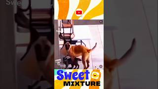 அடேய் 😳😳😳 #trending #shortvideo #shorts #viralvideo #video #reels #funny #animals