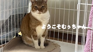 我が家に保護猫ちゃんをお迎えしました