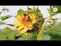 সূর্যমুখী চাষ পদ্ধতি ও জাত পরিচিতি sunflower farming method প্রতিদিনেরকৃষি