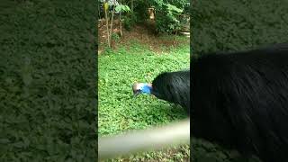 The sound of the Cassowary Bird goes viral in shorts