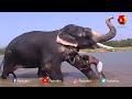 10 അടിയോളം ഉയരമുള്ള നന്തിലത്ത് പത്മനാഭൻ e4 elephant kairali tv