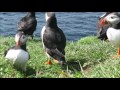 puffin 　isle of lunga 2015　スコットランドのパフィンさん　2015