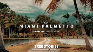 TREE STORIES: Season 2 - Episode Four: The Miami Palmetto