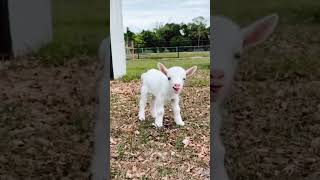 cute goat baby🥰 #shorts #youtubeshorts #viral #short #video