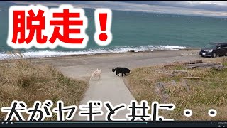 犬が脱走しました！一緒について行ったヤギ