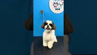 Pamper your Shihtzu with the royal treatment they deserve!deserve#petcare#royalpets#doglover#petshop