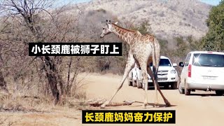 小长颈鹿被狮子盯上，长颈鹿妈妈奋力保护，结局却无力回天