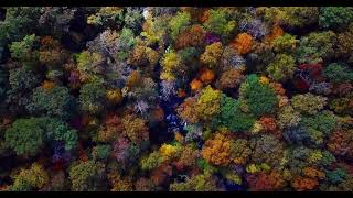 Exploring the Enchanting Secrets of the Pristine Forest Unseen beauty