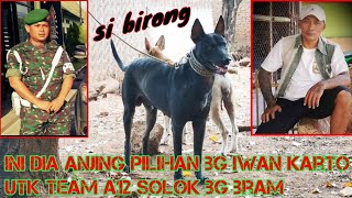 INI DIA ANJING PILIHAN BG IWAN KARTO UTK TEAM A12 SOLOK