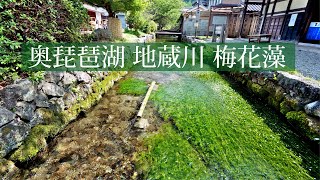 醒井宿 地蔵川の梅花藻（ばいかも）