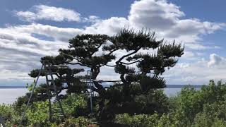 Shore Pine Carkeek 2019