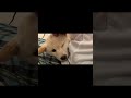 子犬の柴犬が初めてのドライヤーされるとこんなに可愛くなる！！【癒し】＃shorts