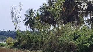 4 Acres 16 Gunta clear title land for sale at next to Hunsur town ( 7349265213 ) #Shorts