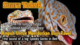 Suara Tokek  Pengantar Bayi Susah Tidur Full 1 jam , the sound of a big Spooky Gecko in Bed Eps 11