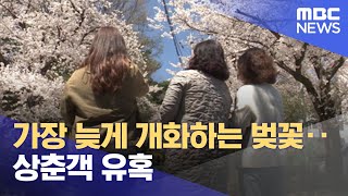 가장 늦게 개화하는 벚꽃‥상춘객 유혹 (2022.04.18/뉴스투데이/MBC)