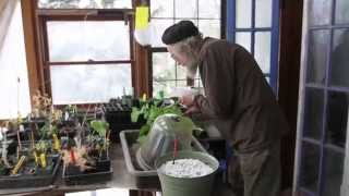 Making cuttings from Salvia Divinorum