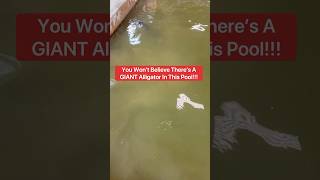 You Won’t Believe There’s A GIANT Alligator In This Pool!!!😱🐊#shorts #alligator