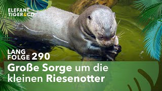 Nachwuchs der Riesenotter in Gefahr (Langfolge 290) | Elefant, Tiger \u0026 Co. | ARD