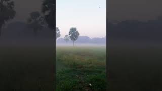 শীতের ভোর.......... #shorts #travelsonfood #shortsfeed #shortvideo