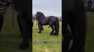 #cai #horse #cal #stallion #alexandradelahidalgo #horseshow #horselover #shorts #ytviral