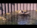 元気すぎ🎶カルガモのひな達🦆🐥 energetic new spot billed duck chicks🐣新しいカルガモ親子