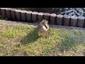 元気すぎ🎶カルガモのひな達🦆🐥 energetic new spot billed duck chicks🐣新しいカルガモ親子