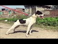 Pakistani powerful working local dog breed (Buller) female 