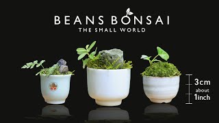 1inch Bean bonsai made with sake cups【Bonsai diary 8/14】Easy bonsai for beginners, how to garden