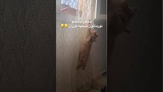 رانيا ازميرالدا : عندي سبيدرمان في داري😳😱🤣شوفو واش دار القط تاعي وأنا بالحمل في الشهر الثامن🤰🤦‍♀️🥲