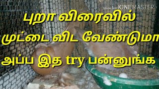 How to pigeons lay egg_what reason to pigeons not lay egg in tamil