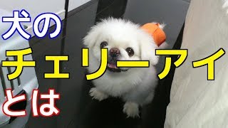 【愛犬のための知識】犬のチェリーアイ（第三眼瞼腺逸脱）とは【犬を知る】