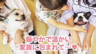 ボストンテリアとフレンチブルドッグの兄妹ワンコ🐕🐕家族みんなに愛されて…❤︎