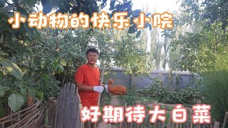 小院白菜苗长了好多，刚好豆角罢园了，移植一下看能不能活