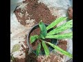 aglaonema plant repotting video അഗ്ലോനിമ ഉൽപ്പാദിപ്പിക്കുന്ന രീതി