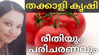 തക്കാളി കൃഷി അറിയേണ്ടതെല്ലാം|tomato krishi| tomato cultivation