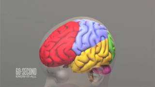 Poverty and the developing brain: 60-Second Know-It-All