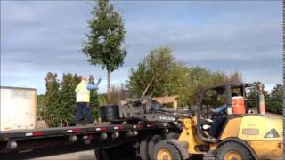 Loading Crew at Cherry Lake Tree Farm