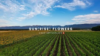 Geneva Countryside - Drone \u0026 Music - Vaud Switzerland 🇨🇭