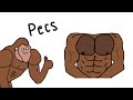 How To Get Big Pecs Explained By Ape