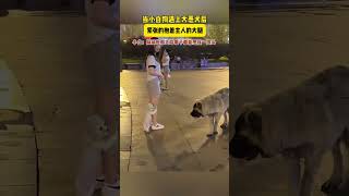 当小白狗遇到大恶犬后，紧张的抱住主人的大腿#狗子的迷惑行为